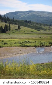 Valley with river, wild grasses, pines, and mountain with greens and yellows, yellowstone