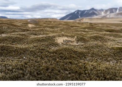Valley of Ten Thousand Smokes in Katmai National Park and Preserve in Alaska is filled with ash flow from Novarupta eruption in 1912. Plant life slowly returning to devastated valley.  Moss, lichen. - Shutterstock ID 2395159077