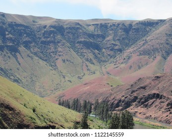valley with trees