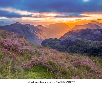 valley view of Glencoe, highlands, Scotland at sunrise. heather and vibrant colours of the glen at sunrise.
