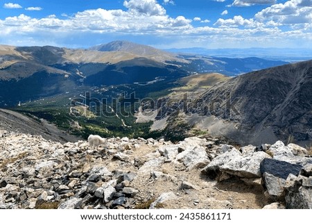 Valley view with a mountain goat at Quandary Peak in Colorado