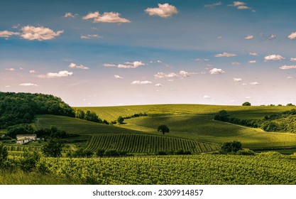 valley of vineyards in the cognac region of france