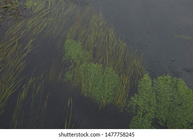 Vallisneria Spiralis Plants In A River