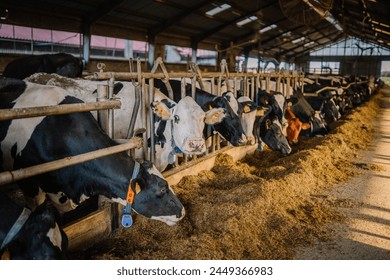 Valmiera, Latvia - August 17, 2024 - Cows feeding in a barn with hay, heads through metal barriers, with identification tags on their ears. - Powered by Shutterstock