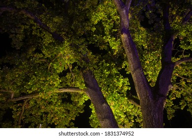 Valmiera/Latvia - 09.10.2020:The Big Oak At Night In The City Park