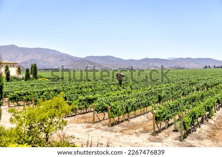 Valparaiso, Chile - January 2, 2023: Vineyards in the wine region outside of Valparaiso, Chile
