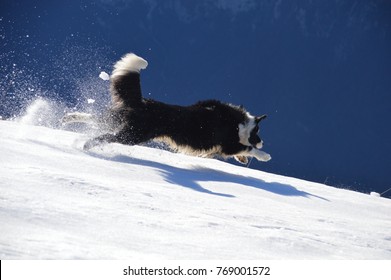 Valsassina, Lumbardy (Italy). Snowdog jumping.