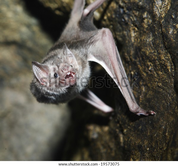A vampire bat\
baring its fangs for the\
camera