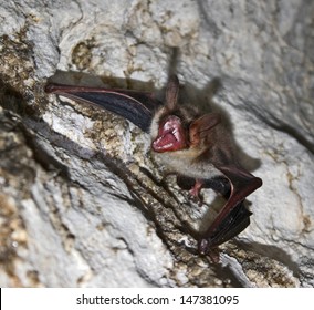 Vampire Bat In Cave