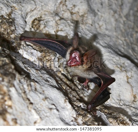 Vampire bat in Cave