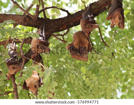 Vampire Bats Hanging From Tree - Kafue National Park November Zambia 2016