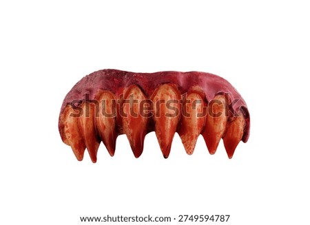 Vampire or monster sharp teeth in blood isolated on white background with clipping path