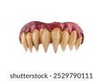 Vampire or monster sharp teeth isolated on white background with clipping path