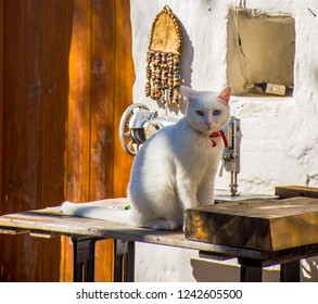 Van Cat Looking At Me In Datca/turkey