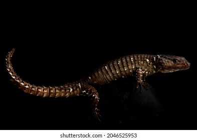 Van Dam's Girdled Lizard (Smaug Vandami)