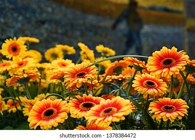 Van Gogh Sunflowers