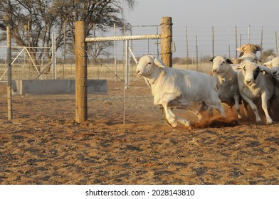 Van Rooy Stud Ram Running