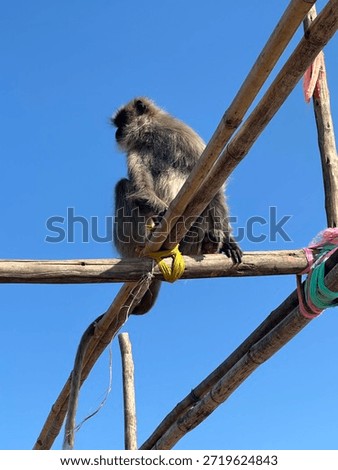 Vanar Monkey Malad bandar seating on a bamboo terrace 