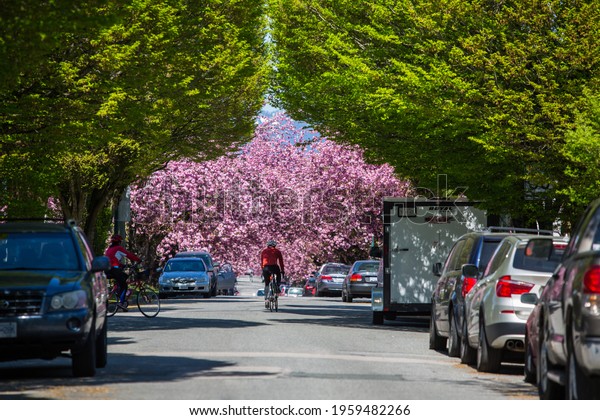 Vancouver, BC, Canada, 4.20.2021 A sunny day  in the\
green street and pink blossom view,  with the cyclists riding the\
bike, the cars parked along the street, bicycles before the\
territorial lock\
down