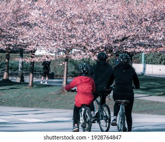 Vancouver BC Canada. March 2020.the Family Riding Bike With Cherry Blossoming Backgrounds 