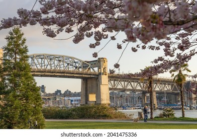 Vancouver, BC, Canada - March 30 2021 : Sunset Beach Park in springtime season. Cherry blossom in full bloom. Burrard Street Bridge in the background.