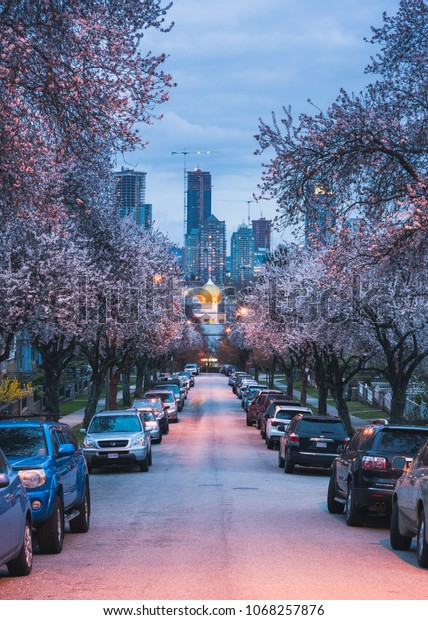 Vancouver British Columbia,April\
2018.\
Cherry blossoms around the Vancouver city\
street