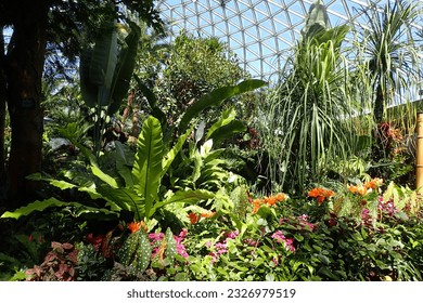 Vancouver British-Columbia Canada - Tropical plants inside a glass-dome - Powered by Shutterstock