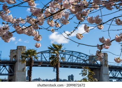 Vancouver City cherry blossom in full bloom. Burrard Street Bridge in the background. Sunset Beach Park in springtime season. BC, Canada.