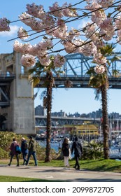 Vancouver City cherry blossom in full bloom. Burrard Street Bridge in the background. Sunset Beach Park in springtime season. BC, Canada.
