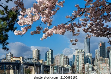 Vancouver City downtown skyscrapers skyline and Burrard Street Bridge. Cherry trees flowers full bloom in springtime. British Columbia, Canada.