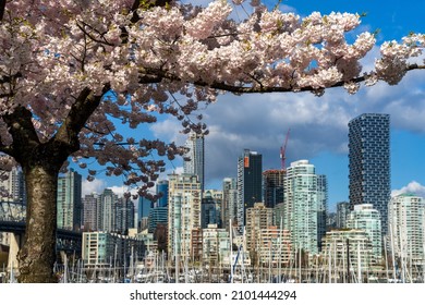 Vancouver City Downtown Skyscrapers Skyline. Cherry Trees Flowers Full Bloom In Springtime. British Columbia, Canada.