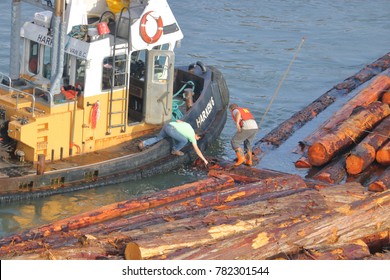 VANCOUVER - December 12, 2017: The Tug Boat Captain Helps His Shipmate Fasten Logs To A Boom On The Fraser River In Vancouver, Canada On December 12, 2017.