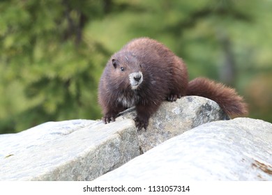 Vancouver Island Marmot, Marmota Vancouverensis,  Mount Washington, Vancouver Island, BC, Canada