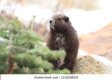 Vancouver Island Marmot, Marmota Vancouverensis,Mount Washington, Vancouver Island, BC, Canada