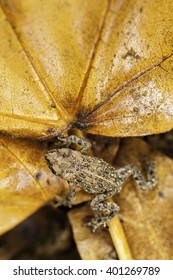 Vancouver Island Northern Red Legged Frog Navigating Fall Maple Leaves In Carmanah Valley.