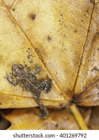 Vancouver Island Northern Red Legged Frog Navigating Fall Maple Leaves In Carmanah Valley.