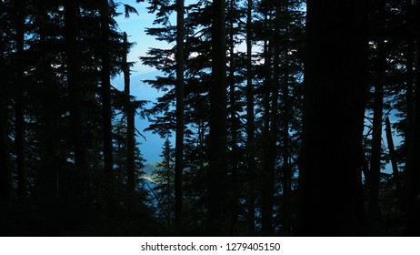 Vancouver: Island Through Trees