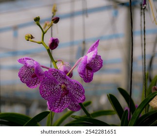 Vanda Chulee Classic Pink orchid in full bloom, showcasing its vibrant pink petals and delicate structure. The background is softly blurred, emphasizing the beauty of the flower. - Powered by Shutterstock