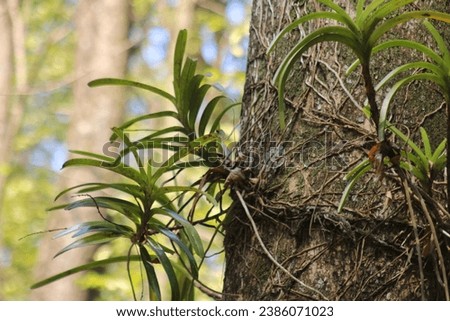 Vanda epiphytic orchid wild plant attached to a tree 