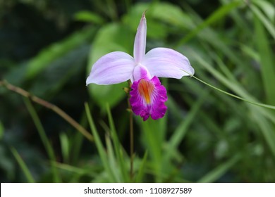 Vanda Miss Joaquim, Orchid