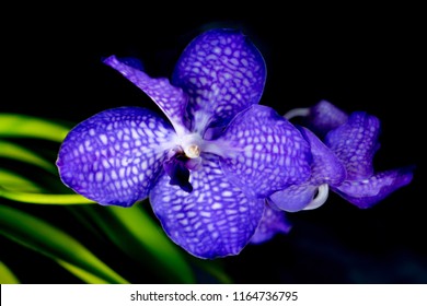 The Vanda Orchid