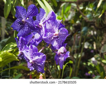 Vanda Orchid Wanda. Found In The Tropics Of India, Indonesia, The Philippines, Southern China And Northern Australia.