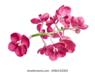 Vanda Orchids, Pink Orchids isolated on white background, with clipping path                                                                                              - Powered by Shutterstock