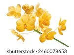 Vanda Orchids, Yellow Orchids isolated on white background, with clipping path                                         