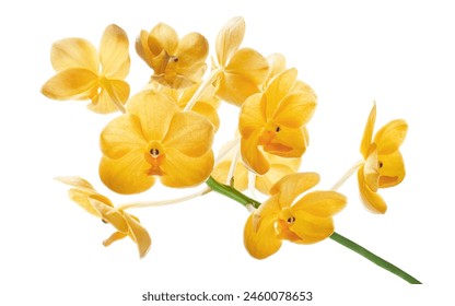 Vanda Orchids, Yellow Orchids isolated on white background, with clipping path                                          Foto stock