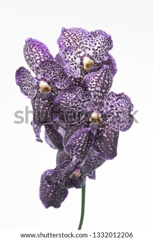Vanda Sunanda Jeff Leatham
