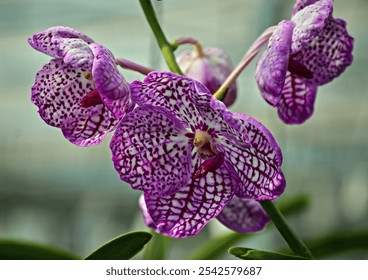 Vanda Tristar Pink Orchid (Vanda spp.) in full bloom, displaying vibrant pink petals with intricate patterns. The flower is in sharp focus, contrasting against a softly blurred background. - Powered by Shutterstock