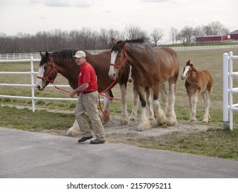 VANDALIA, UNITED STATES - Apr 07, 2013: A Closeup Of A Trainer Leads Budweiser Clydesdales With Their Colts