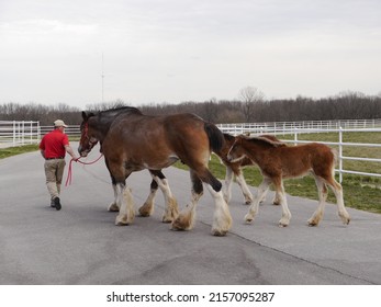 VANDALIA, UNITED STATES - Apr 07, 2013: A closeup of a trainer leading a Budweiser Clydesdale with her colts