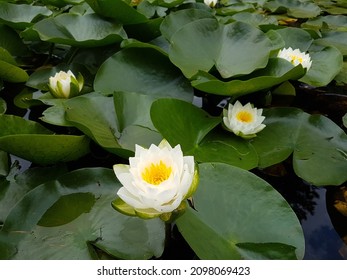 VanDusen Botanical Garden, Vancouver, Canada